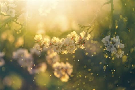 Allergies saisonnières